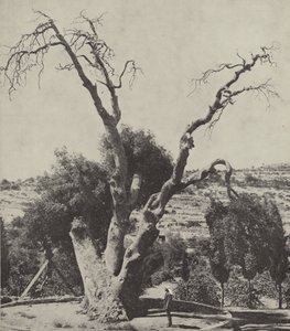 Eiken i Mamre; Abrahams Oak, hvor Abraham slo opp teltet og bygde et alter av English Photographer