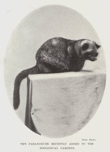 The Paradoxure nylig lagt til Zoological Gardens av English Photographer