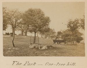 The Park - One Tree Hill, Greenwich av English Photographer