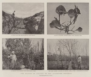 Pesten av gresshopper i den argentinske republikken av English Photographer