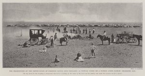 Forbudet mot import av utenlandsk storfe til England, en typisk scene på en Buenos Ayres Ranch, merkevaredag