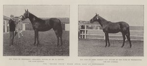 Rekordpris for blodlagersalg på Newmarket av English Photographer
