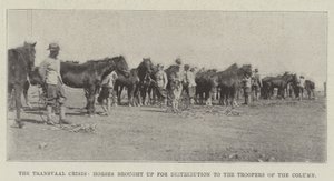 Transvaal-krisen, hester brakt opp for distribusjon til Troopers of the Column av English Photographer