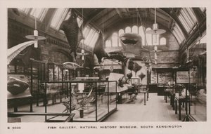 Victoria und Albert Museum, South Kensington, London, fiskegalleri av English Photographer