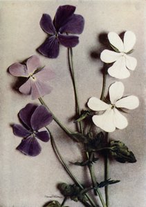 Tre varianter av Viola Cornuta (fargebilde) av English Photographer