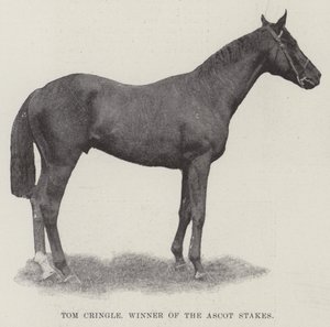 Tom Cringle, vinner av Ascot Stakes av English Photographer