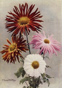 Typer enkeltblomster (fargebilde) av English Photographer