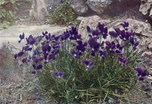 Viola Gracilis (fargefoto) av English Photographer