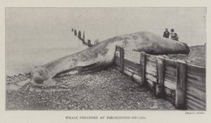 Hval strandet ved Birchington-on-Sea av English Photographer