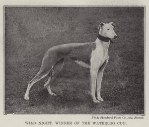 Wild Night, vinner av Waterloo Cup av English Photographer