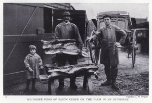 Wiltshire-sider av bacon herdet på gården i et uthus (s/hvitt-bilde) av English Photographer