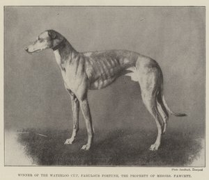 Vinner av Waterloo Cup, Fabulous Fortune, eiendommen til Messers Fawcett av English Photographer
