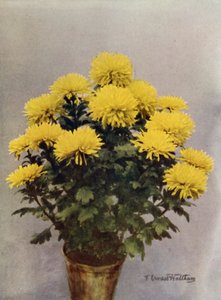 Gul vårcaprice av English Photographer