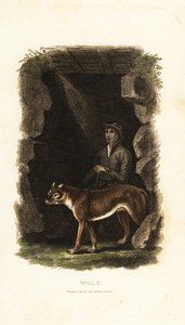 Engelsk gentleman fra 1700-tallet og hans tamme ulv, Canis lupus, i inngangen til en hule av English School