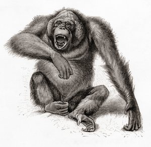 En borneisk orangutang, Pongo pygmaeus, også stavet orangutang, orangutang eller orangutang. Fra Meyers Lexicon, utgitt 1924 (trykk) av English School