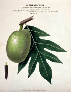 A Bread-Fruit, ca. 1825 (håndfarget litho) av English School