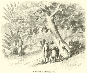En skog på Madagaskar av English School