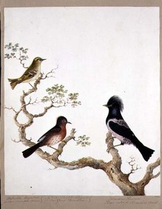 En gyllen kamskjær, en Dartford-sanger og en rosefarget trost eller ouzel, 1824 (wc på papir) av English School