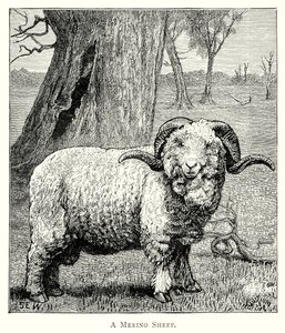 En marino-sau (gravering) av English School