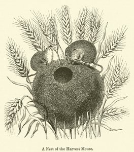 A Nest of the Harvest Mouse (gravering) av English School