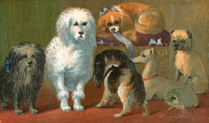 En Skye terrier, fransk puddel, to spanieler, italiensk mynde og en mopshund