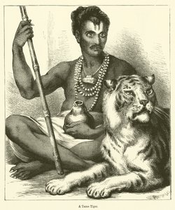 En tam tiger (gravering) av English School