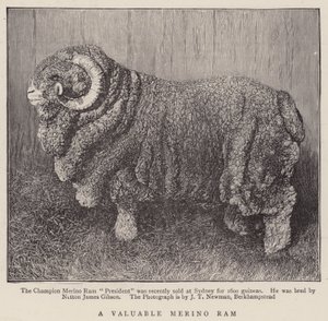 En verdifull Merino Ram (gravering) av English School