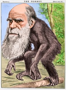 quot;En ærverdig orangutangquot;, en karikatur av Charles Darwin som en ape av English School