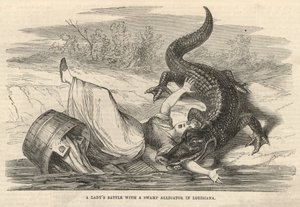 En damekamp med en sump-alligator i Louisiana av English School