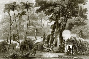 En scene i den brasilianske skogen av English School