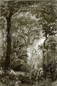 En scene i den brasilianske skogen av English School