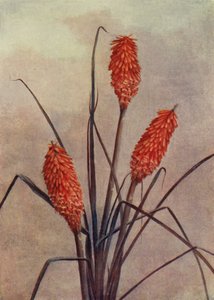En fantastisk fakkelblomst, Kniphofia Corallina Superba (litho-farge) av English School