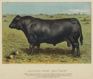 Aberdeen-Angus Bull quot;Cashquot; (fargelitografi) av English School