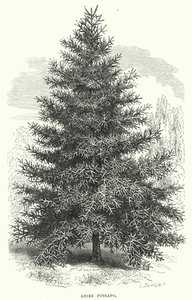 Abies Pinsapo (gravering) av English School