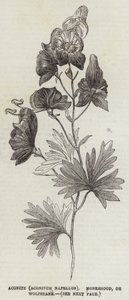 Aconite (Aconitum Napellus), Monkshood eller Wolfsbane (gravering) av English School