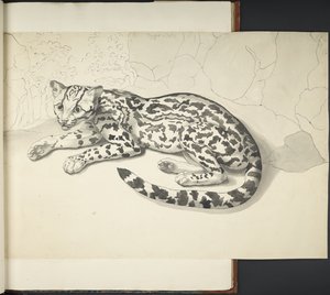 Legg til MS 11807 f.9 Tyger Cat, fra 