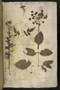 Legg til MS 78334 f.3r Tørket planteeksemplar med forklaring, fra 