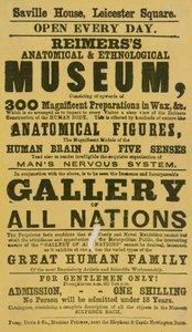 Annonse for Reimerss anatomiske og etnologiske museum av English School