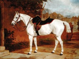 Ali, Portrait of a Horse (olje på lerret) av English School