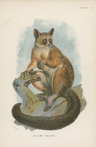 Allens Galago av English School