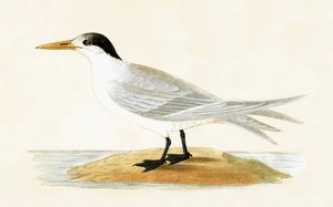 Allied Tern, illustrasjon fra 