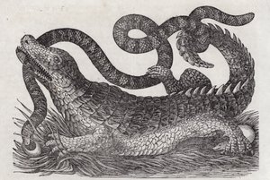 Alligator (gravering) av English School
