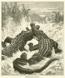 Alligatorkamp på Sumatra av English School