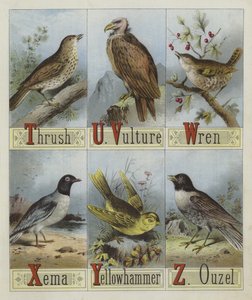 Alfabet av fugler (farge litho) av English School