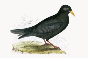 Alpine Chough, illustrasjon fra 