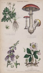 Alpine hvit kråkefot; fluebrun sopp; Purple Fox Glove; Black Hellebore eller Christmas Rose (farget gravering) av English School