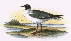 Amerikansk lattermåke av English School