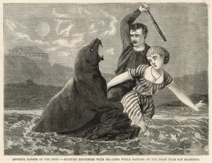 Et spennende møte med sjøløver mens du bader på kysten nær San Francisco av English School