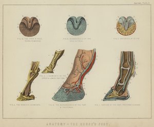 Anatomi, hestens fot (farge litho) av English School