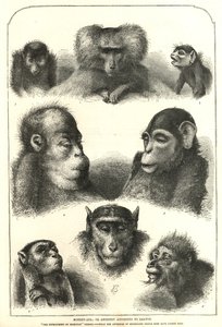 Forfedre ifølge Darwin av English School